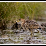 heron pourpre033-border